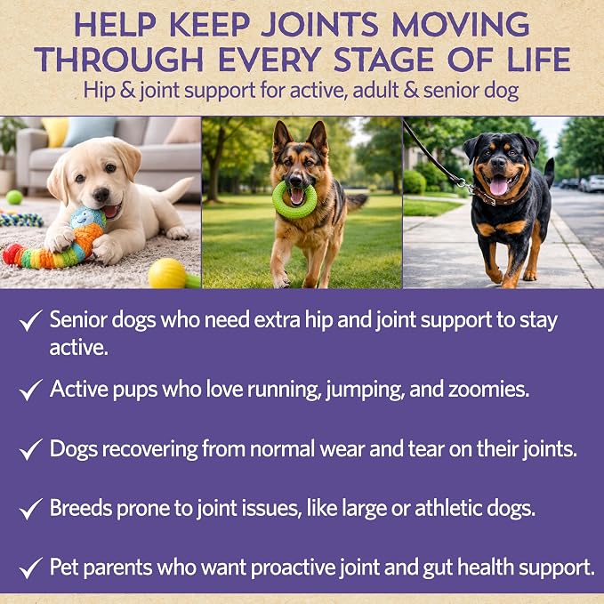 Fidobiotics Hip & Joint Support for Dogs with Probiotics – Glucosamine, Chondroitin, MSM & Green Lipped Mussel – Dog Joint Supplement Powder Food Topper for Mobility & Digestion (20 Servings)