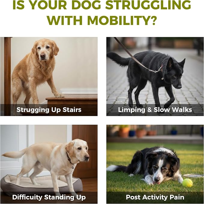 Hip & Joint Chews for Senior Dogs – Advanced Mobility Formula | Glucosamine, chondroitin & MSM soft chews support mobility, flexibility & daily activity for large and aging dogs.