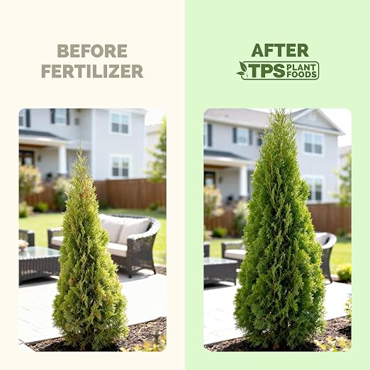 Arborvitae Tree Fertilizer – Liquid Plant Food for Fuller Green Foliage, Faster Growth & Stronger Root Development, 32 oz