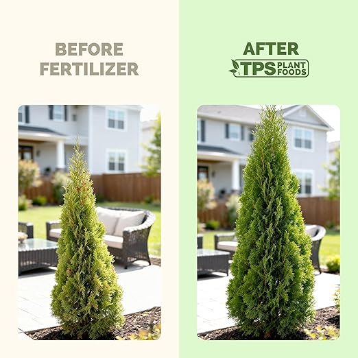 Arborvitae Tree Fertilizer – Liquid Plant Food for Fuller Green Foliage, Faster Growth & Stronger Root Development, 1 Gallon