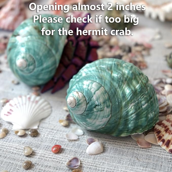 2pcs Big Hermit Crab Shells, XL Size Large Conch Opening 1.8-2", Natural Sea Turbo Seashells for Hermit Crab Supplies and Beach Decoration Large Sea Shell (2pcs Green, XL)
