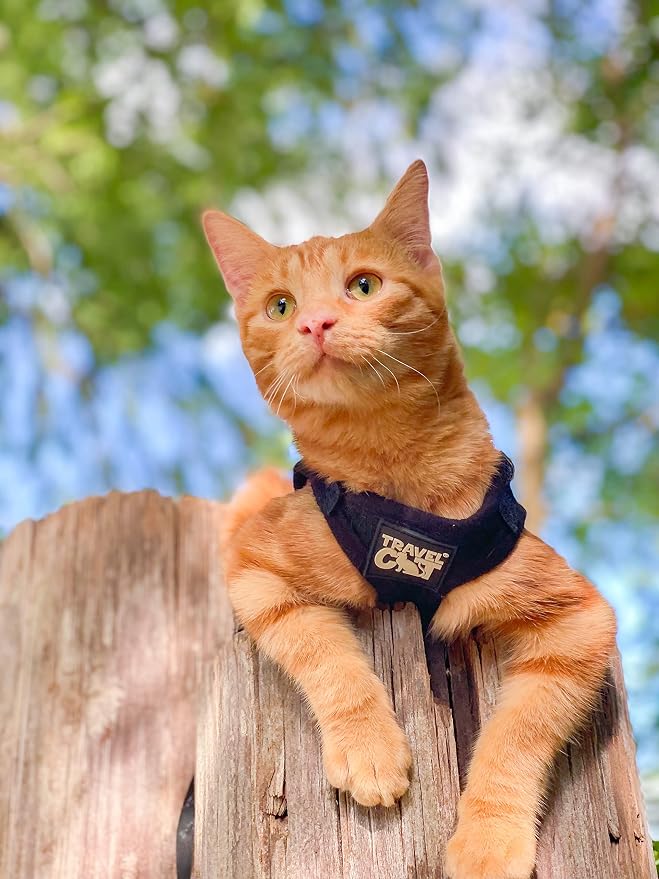 Travel Cat x Argylle Replica Backpack Carrier and Travel Cat & Stray Cat Harness and Leash Bundle