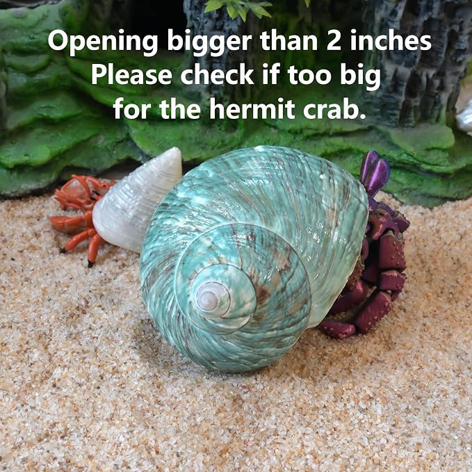 2pcs Large Hermit Crab Shells, XXL Size Opening 1.9-2.2" Big Hermit Crab Shells, Natural Sea Conch, Turbo Seashells Beach Decoration(2pcs XXL)