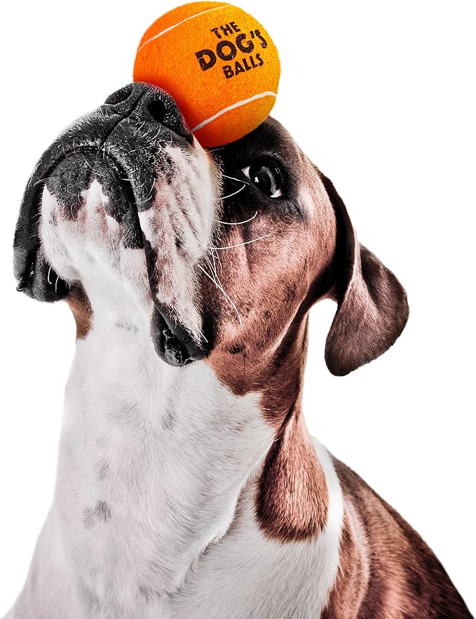 The Dog's Balls Dog Tennis Balls Tough 2.5" 12-Pack Orange Floats in Water | Our fetch balls combine non-abrasive felt exterior and a thicker rubber core Durable Dog Toy for Outdoor Play & Training