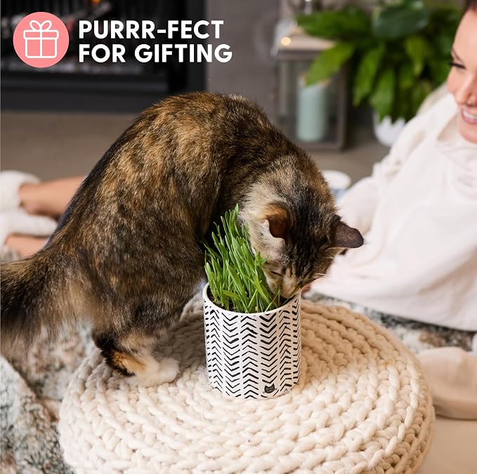 The Cat Ladies Organic Cat Grass for Indoor Cats - Growing Kit with Organic Seed Mix, Soil and Boho Planter with Bamboo Tray. Natural Hairball Control and Digestion Remedy, Cat Gifts