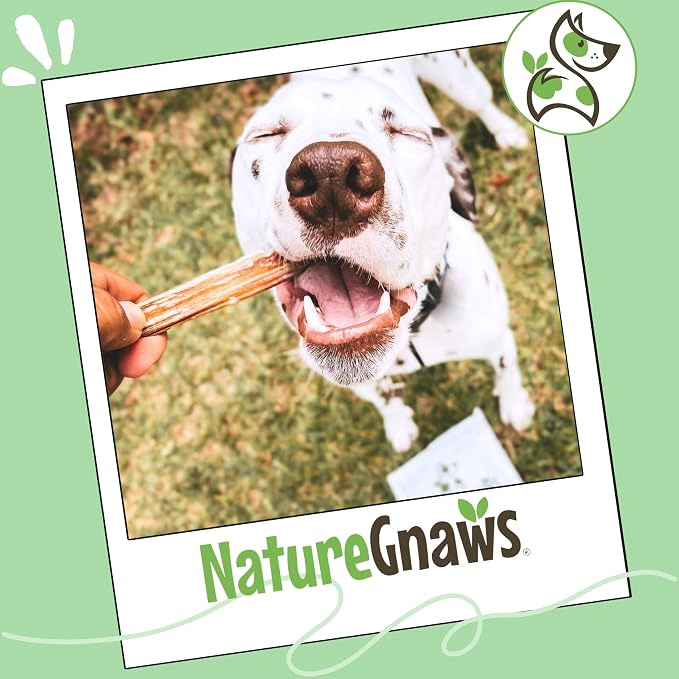Nature Gnaws Large Bully Sticks for Dogs 5-6" (15 Count) - Thick Long Lasting for Aggressive Chewers and Large Dogs - Natural Beef Dog Chew Bones