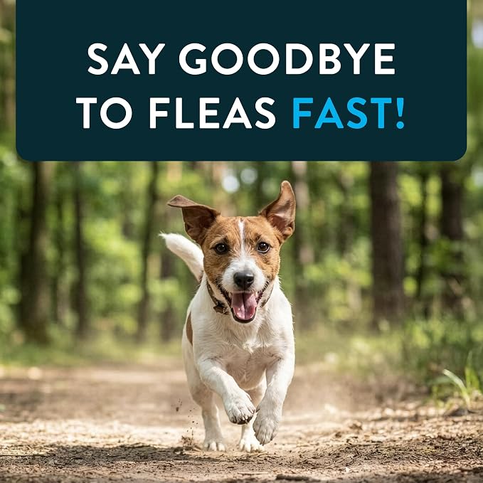 Capstar (Nitenpyram) Fast-Acting Oral Flea Treatment for Dogs 2-25 Lbs, Vet-Recommended Medication Tablets, Flea Tablets for Dogs Start Killing in 30 Minutes, 12 Doses (Includes Two 6-Count Boxes)