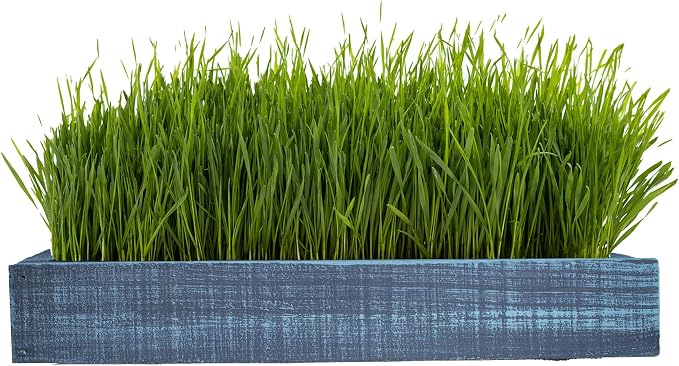 Cat Grass for Indoor Cats – Organic Wheatgrass Kit with American Cedar Wood Planter (17x6x3), 1lb Organic Wheatgrass Seeds & 6 Soil Disks, Made in The USA (Coastal Turquoise)