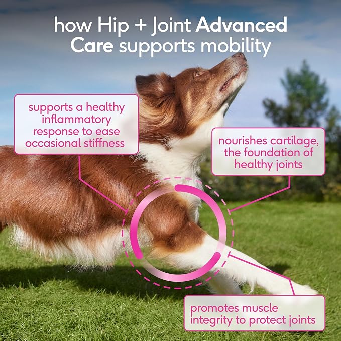 Native Pet Hip and Joint Supplement Dogs - Powder with UC-II Collagen and HMB - Senior and Large Breed Dog Joint Support - Made in USA - 120 Scoops