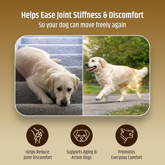PetriGuard | Advanced Hip, Back & Joint Supplement for Dogs | Ultra Strength Formula w/ 8 Active Ingredients | USA Made & Veterinarian Approved | Glucosamine, Turmeric, MSM + 5 More - 120 Chews
