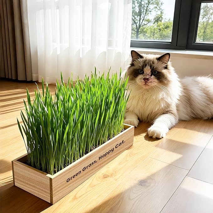 LUOJIBIE Cat Grass Kit for Indoor Cats, Cat Grass Seeds Set, Non-GMO Wheat Grass, Mothers Day Gifts for Mom, Unique Christmas Birthday Gifts for Women Men Girl, House Warming Gifts for Cat Lover
