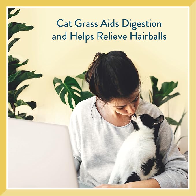 Pet Greens Soft-Chew Indoor Cat Treats Infused with 4 Pack of Semi-Moist Craves Savory Salmon, Deep Sea Tuna, Roasted Chicken and Turkey and Duck Flavored Treats