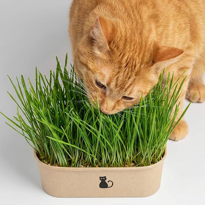 Cat Grass Grow Kit — 4-Batch Indoor Growing Set with Containers, Soil Disks & Seeds | Supports Digestion & Hairball Control | Ready to Grow, No Mess