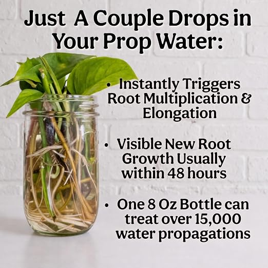 Organic Liquid Kelp & Seaweed Extract Prop Drop (Ecklonia Maxima) – Root + Plant Growth Hormone & Root Plant Food for Water Propagation, Hydroponics & Soil – 8oz 55 Gallons