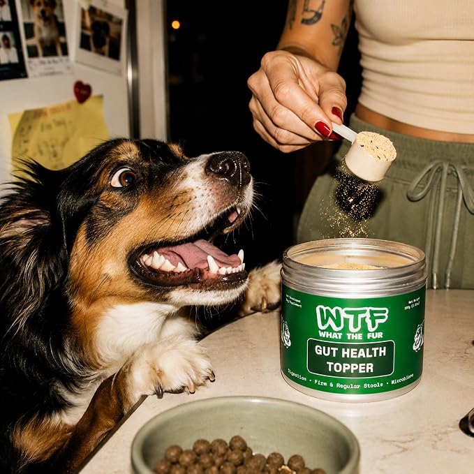 Gut Health Topper for Dogs – Digestive Support Powder with Real Beef, Pumpkin, Apple Fiber & Prebiotic Fiber | Helps Support Firm Stools, Sensitive Stomachs & Healthy Digestion | 100g