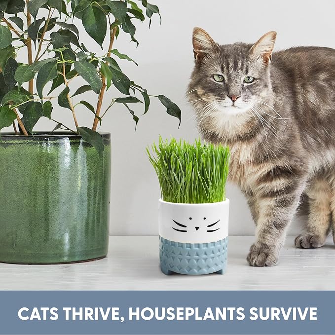 The Cat Ladies Cat Grass for Indoor Cats, Cat Grass Growing Kit with Organic Cat Grass Seed Mix, Soil and Ceramic Cat Planter, Pet Grass for Cats, Natural Hairball Remedy, Cat Gifts