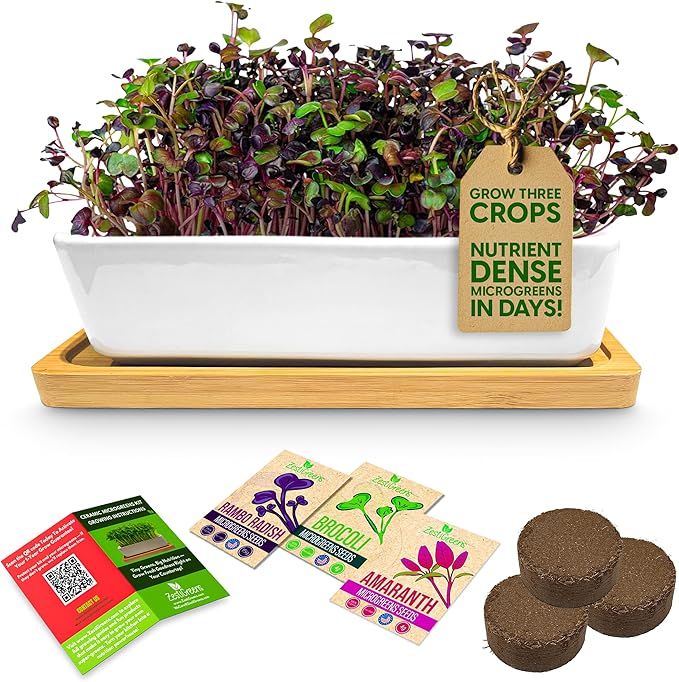 ZESTIGREENS Ceramic Microgreens Growing Kit to Grow 3 Crops Including Organic USDA Red Amaranth, Purple Rambo Radish & Broccoli Microgreens Seeds.