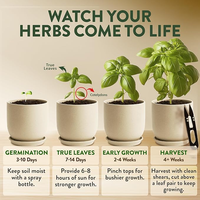 HOME GROWN 12,000+ Wheatgrass Seeds & HOME GROWN Indoor Organic Herb Garden Kit – Unique Christmas Gift for Adults, Men, & Women - Grow 4 Herb Seeds
