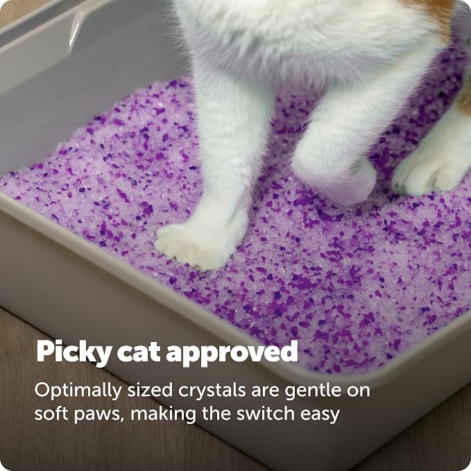PetSafe ScoopFree Premium Crystal Cat Litter - Outperforms Clay Litter - Refill Packs - Reusable Tray Compatible - Lavender Scent - 4.3 lb Bags - 2 Pack