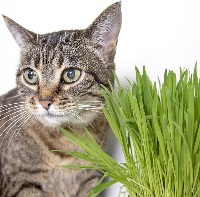 SmartyKat Sweet Greens Cat Grass Seed Grow Kit - 1 Ounce (Pack of 4)