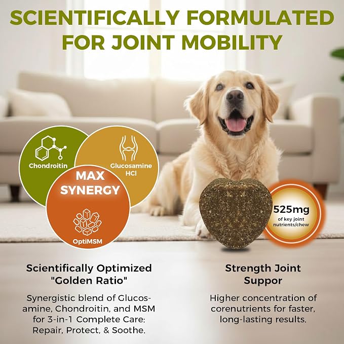 Hip & Joint Chews for Senior Dogs – Advanced Mobility Formula | Glucosamine, chondroitin & MSM soft chews support mobility, flexibility & daily activity for large and aging dogs.