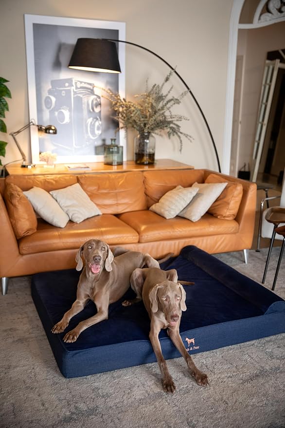 NOAH & PAW Giant Dog Bed XXL 55x45x9.5 Inch, Orthopedic Dog Beds, Eggshell Memory Foam Infused with Cooling Gel, Water Resistant, Machine Washable, Includes Inner Cover (Denim Collection)
