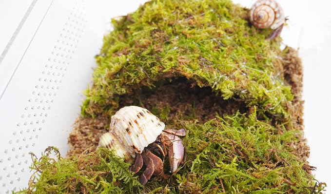 Hermit Crab Cage, Hermit Crab Starter Kit with Tank and 2QT Substrate and a 8 Inch Hideout