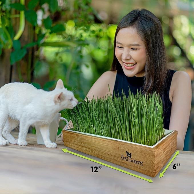 Self-Watering Cat Grass Kit and Cat Grass Refills - 4 Mats and 4 Cat Grass Seed Packets (Cat Grass Refill Kit)