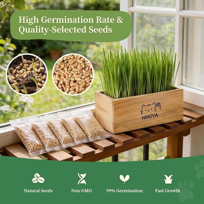Cat Grass Kit for Indoor Cats - 5 Harvests Cat grass Growing Kit with Wooden Planter, 5 Seed Packets, 6 Soil Disks, Spray Bottle, Tools & Scissors - Natural Hairball Control for Nipping & Nibbling