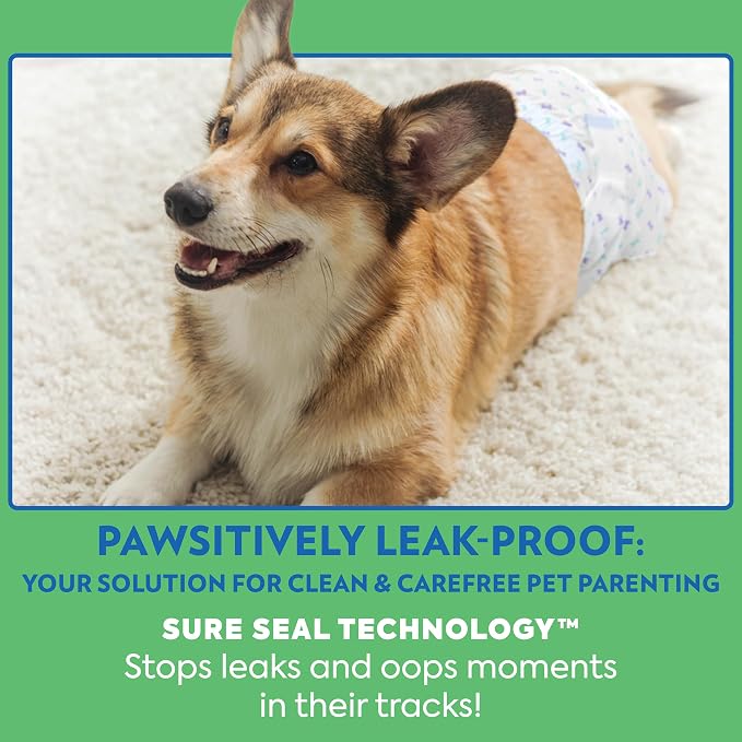 Out! PetCare Disposable Male Dog Wraps, Puppy Pee Wraps, Belly Bands for Dogs, Leak Proof, Wetness Indicator, Puppy and Doggie Diaper for Peeing, Medium/Large, 32 Count