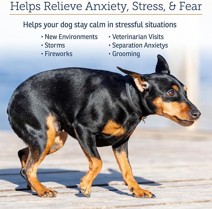 Rx Vitamins NutriCalm - Hemp Calming Chews for Dogs - Dog Calming Chews with Melatonin and Chamomile - Anxiety Relief Treats - Provides Relaxation & Separation Anxiety Relief for Dogs - 120 Capsules