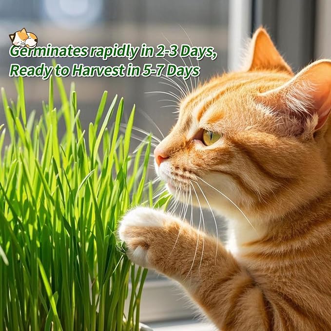 Ceramic Pot Cat Grass for Indoor Cats with Organic Cat Grass Seed Mix – Safe Pet Grass for Cats and Small Pets | Easy-to-Grow Indoor Garden for Pet Digestion (Pink)