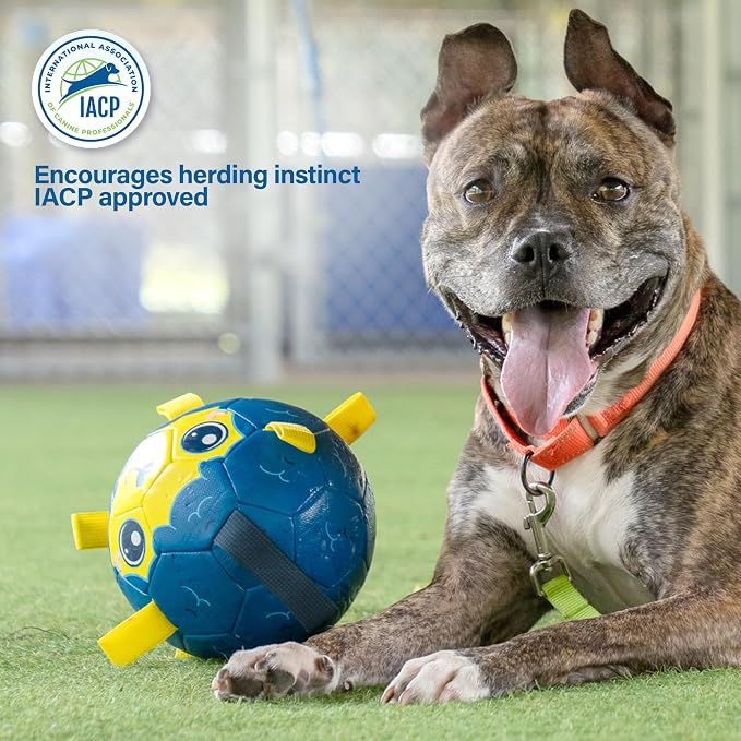 Race&Herd 6" Jolly Soccer Ball for Dogs - Tough Durable Dog Ball Toy with Straps, Pet Bouncy Herding Balls for Dogs, Floating Dog Balls with Tags for Water Fetch, BaaBaaBall (Ocean)