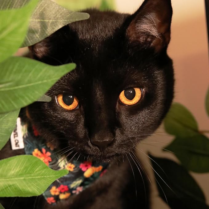 Travel Cat Navigator Carrier Bag with Hawaiian Bandana Collar - Premium Cat Backpack for Hiking and Travel, Stylish Outdoor Pet Accessories