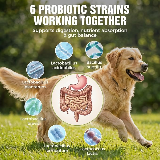 Dog Probiotics 2 Billion CFU & 6 Strains - Advanced Digestive Support with Bacillus Subtilis - Soft Chews for Gut Health, Bloating & Healthy Stool - Daily Supplement for All Breeds
