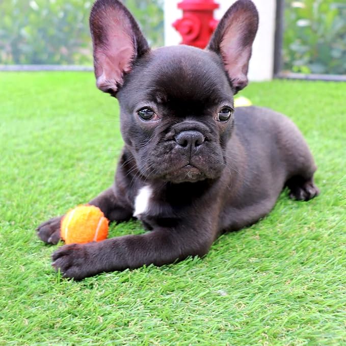 Midlee 1.5" Mini Dog Tennis Balls Bulk Set of 25 Assorted Colors