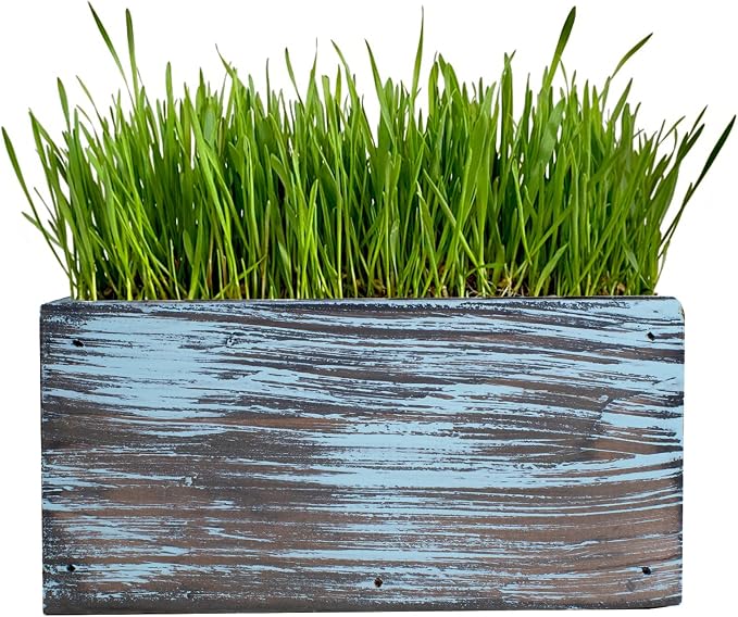 Cat Grass for Indoor Cats - Ornamental Indoor Planter with Pet/Cat Grass Growing kit, Handcrafted in the USA from Red Cedar (Aged Tourquoise)