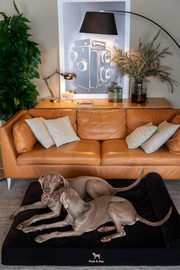 NOAH & PAW Giant Dog Bed XXL 55x45x9.5 Inch, Orthopedic Dog Beds, Eggshell Memory Foam Infused with Cooling Gel, Water Resistant, Machine Washable, Includes Inner Cover (Denim Collection)