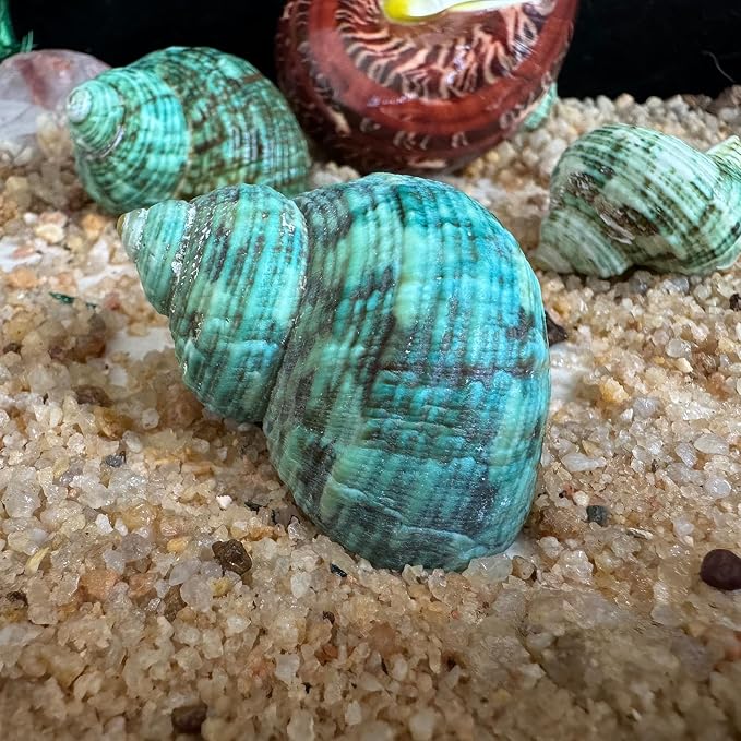 5pcs Hermit Crab Shells, M Size Opening 0.7-1.4", Natural Sea Conch, Turbo Seashells for Hermit Crab Supplies and Beach Decoration Large Sea Shell (5pcs M)