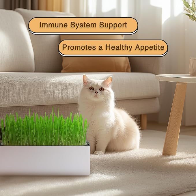Cat Grass for Indoor Cats with Organic Cat Grass Seed Mix - Rectangular Planter | Fresh Indoor Cat Grass Garden | Perfect for Cats, Dogs & Small Pets