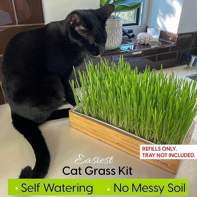 Cat Grass Refills for Self Watering Cat Grass Kit - 4 Mats and 4 Cat Grass Seed Packets (Refill Kit)