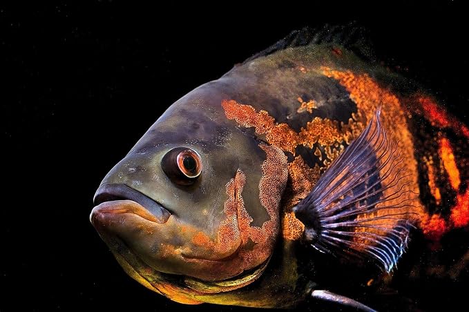 7.5mm - Cichlid 45% Protein Floating Pellets, for Cichlids, Discus, All Tropical Fish, Koi & Pond Fish. 12-Type Pellet Mix and Sinking Wafer Mix Included - 5-lbs