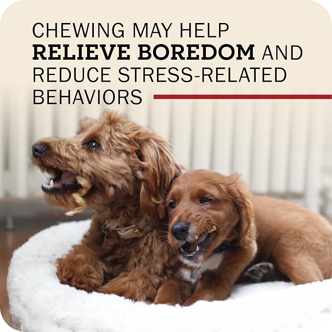 Redbarn Bully Spring Dog Chews 4"-6" 3-Count- 100% Natural Single Ingredient Beef Pizzle Spiral Sticks for Medium to Large Dogs - Rawhide Free Long Lasting Dental Chews
