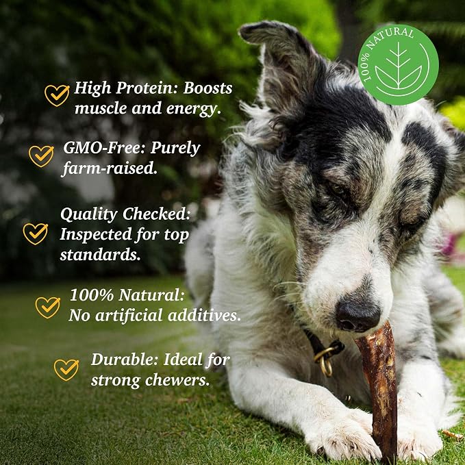 12" Jumbo Bully Sticks for Large Dogs [7-Count] 100% Natural Dog Chews, Free Range Grass Fed South American Beef, Long Lasting Dental Calming Chewing Treat, High Protein Fully Digestible Chews
