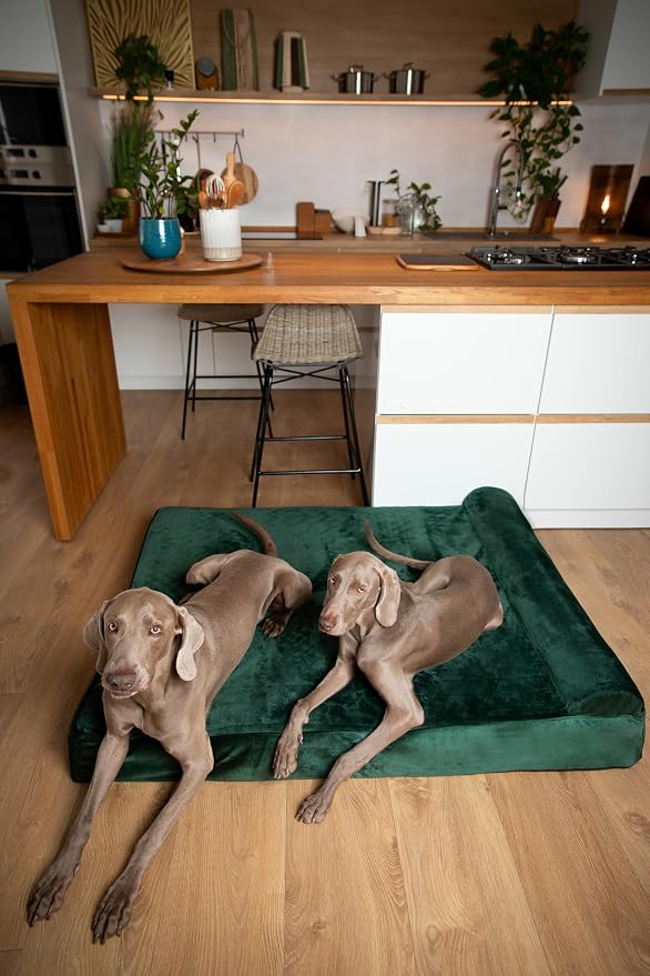 NOAH & PAW Giant Dog Bed XXL 55x45x9.5 Inch, Orthopedic Dog Beds, Eggshell Memory Foam Infused with Cooling Gel, Water Resistant, Machine Washable, Includes Inner Cover (Velvet Collection)