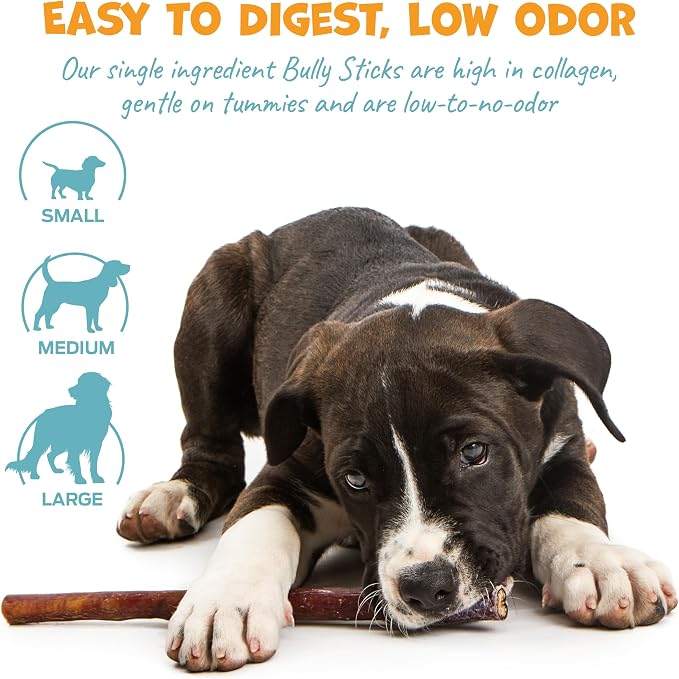 Pack Approved Standard Beef Bully Sticks for Large Dogs - Long Lasting Dog Chews for Aggressive Chewers - No Hide Dog Chews for Large Dogs - 12" (8ct)
