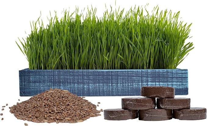 Cat Grass for Indoor Cats – Organic Wheatgrass Kit with American Cedar Wood Planter (17x6x3), 1lb Organic Wheatgrass Seeds & 6 Soil Disks, Made in The USA (Coastal Turquoise)