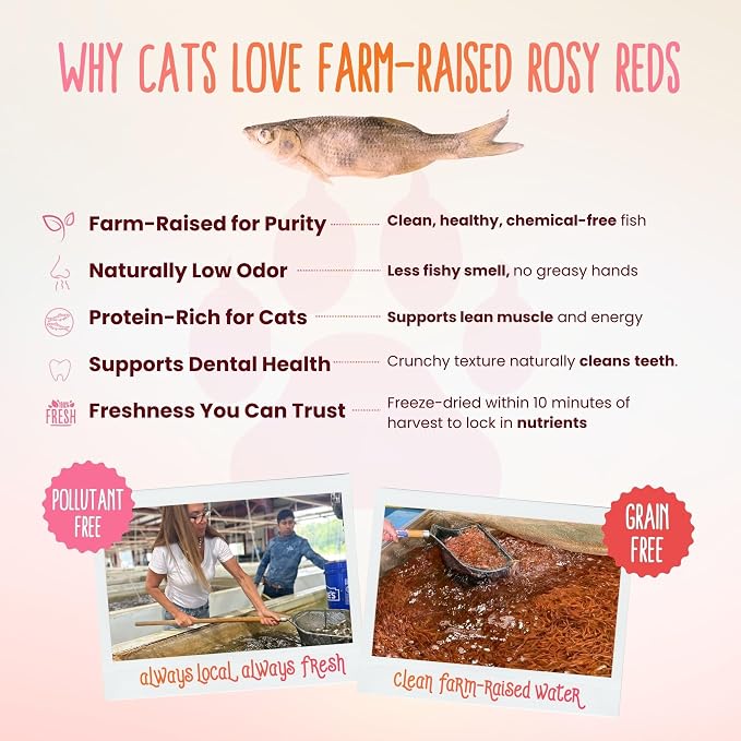 Otis & Pearly Freeze Dried Minnows for Cats - Pure, Single Ingredient Cat Treat, Whole Rosy Red Minnows, Made in USA - Healthy Protein for Small, Medium, Large Breeds (4 oz)