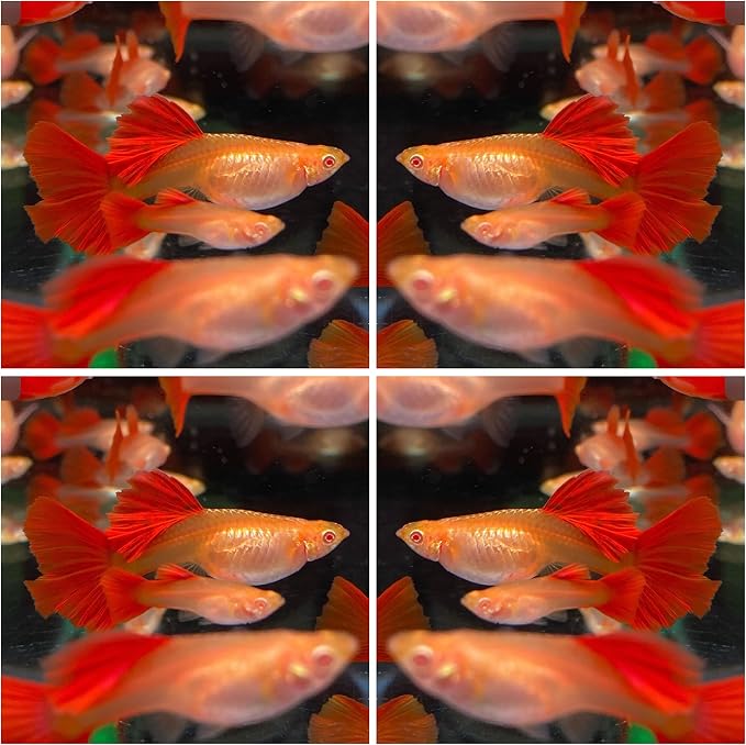 D&A Tropical Full RED Guppy - Abino Live Fish (1 Male, 2 Females) for Freshwater Aquariums