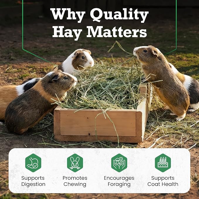 Border Valley Alfalfa Hay Bale in Bag, 40 lb - High Fiber Hay for Rabbits, Guinea Pigs, Chinchillas, Tortoises, Horses and Livestock - Protein-Rich Plant-Based Nutrition, Farm-to-Home Freshness